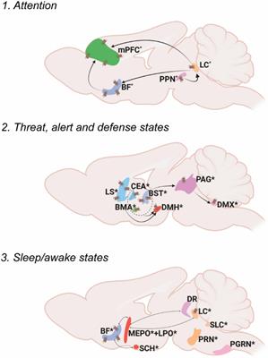 Missing pieces in decoding the brain oxytocin puzzle: Functional insights from mouse brain wiring diagrams